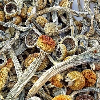 buy golden teachers magic mushrooms Australia, Golden teacher for sale online Sydney, Buy Psilocybin and psilocin from darkweb Melbourne, Adelaide, Brisbane