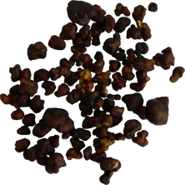 Buy Magic truffles Tampanensis online, Magic truffles Tampanensis for sale Australia, Victoria, Queensland, Adelaide, Brisbane, Melbourne